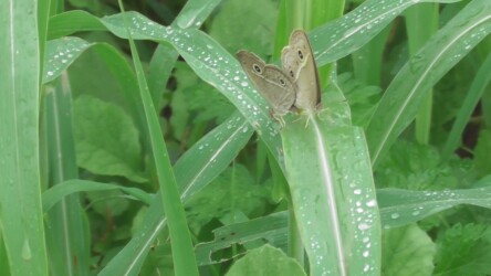 交尾中のヒメジャノメ