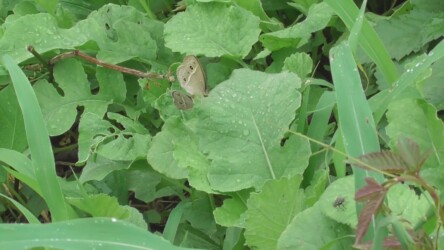 交尾中のヒメジャノメ