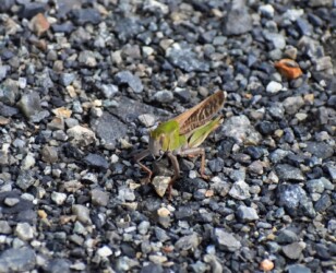 色々なトノサマバッタ