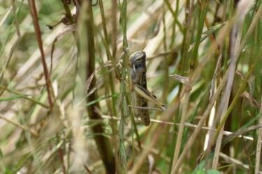 色々なトノサマバッタ