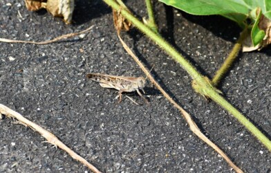 色々なトノサマバッタ