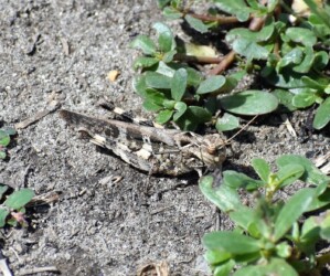 色々なトノサマバッタ