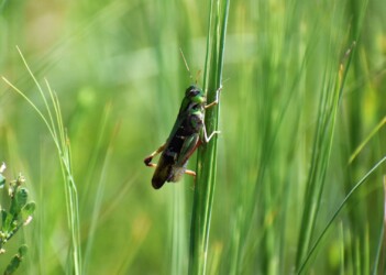 色々なトノサマバッタ