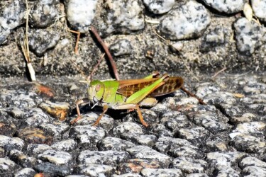 色々なトノサマバッタ