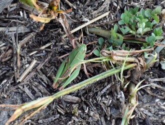 トノサマバッタの幼体