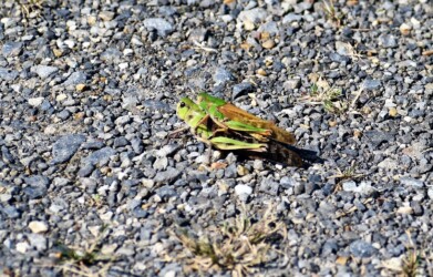 オンブしているトノサマバッタ