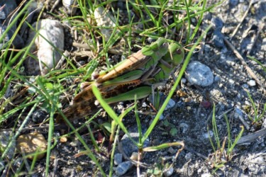 オンブしているトノサマバッタ