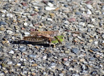 オンブしているトノサマバッタ