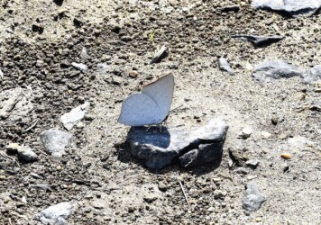 とまるウラギンシジミ