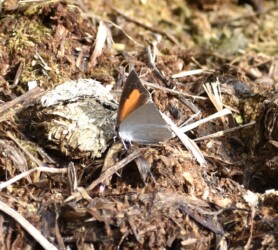 翅を少し開いてとまるウラギンシジミのオス