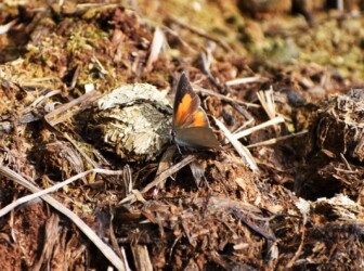 翅を少し開いてとまるウラギンシジミのオス
