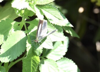 ウラギンシジミのメス