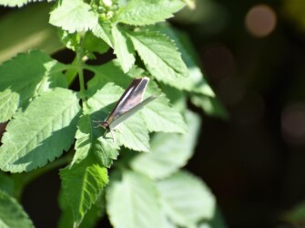 ウラギンシジミのメス