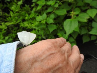 腕にとまるウラギンシジミ