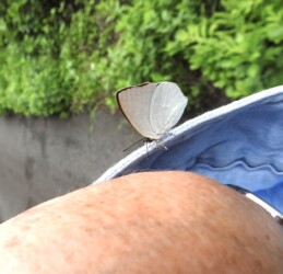 腕にとまるウラギンシジミ