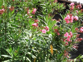 赤いキョウチクトウ