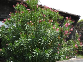 赤いキョウチクトウ