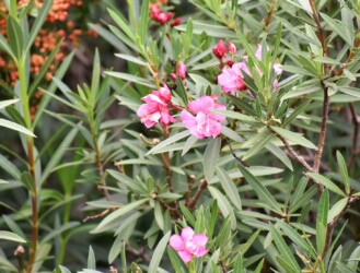 赤いキョウチクトウ