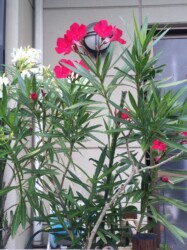 赤いキョウチクトウ