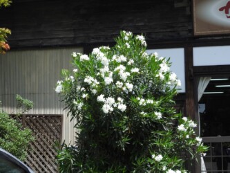 白いキョウチクトウ