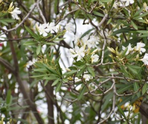 白いキョウチクトウ