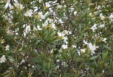 白いキョウチクトウ