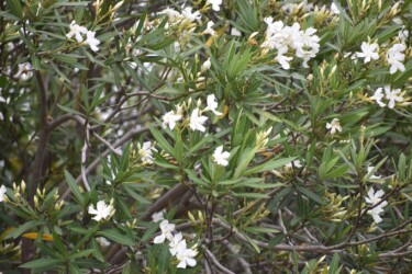 白いキョウチクトウ