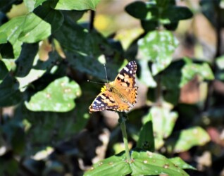 ヒメアカタテハ