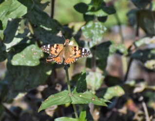 ヒメアカタテハ