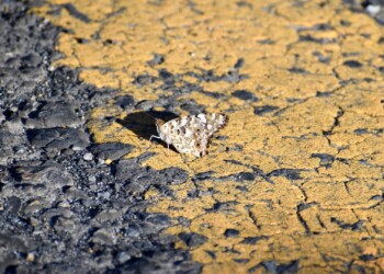 占有行動をするヒメアカタテハのオス