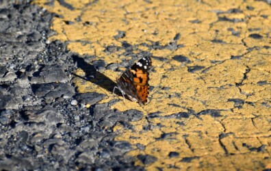 占有行動をするヒメアカタテハのオス