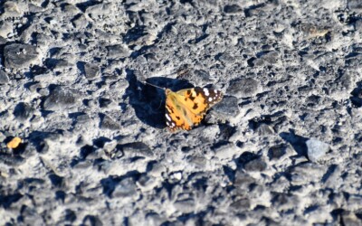 占有行動をするヒメアカタテハのオス