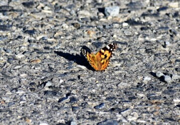 占有行動をするヒメアカタテハのオス