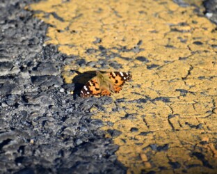占有行動をするヒメアカタテハのオス