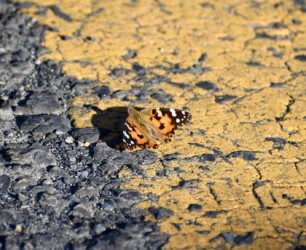 占有行動をするヒメアカタテハのオス