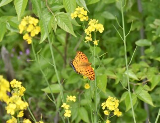 ツマグロヒョウモンのオス