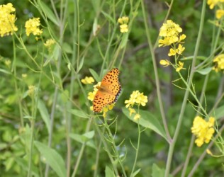 ツマグロヒョウモンのオス