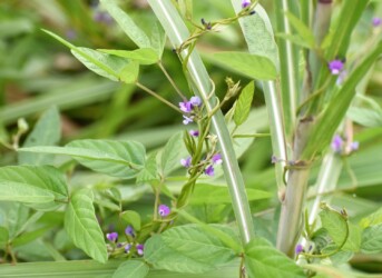 右巻きのツルマメ