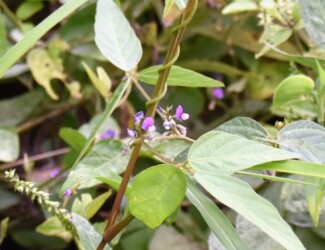 右巻きのツルマメ