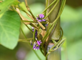 右巻きのツルマメ