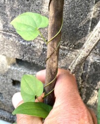 右巻きのヤマノイモ