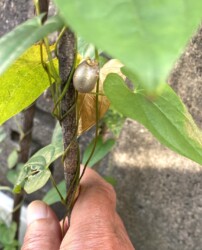 右巻きのヤマノイモ