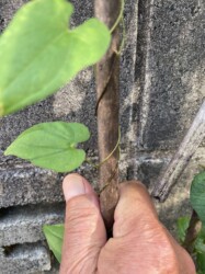 右巻きのヤマノイモ