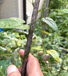 右巻きのヤマノイモ