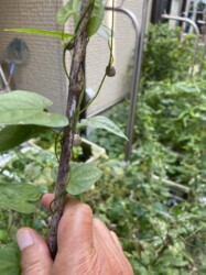 右巻きのヤマノイモ