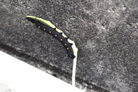 カラスビシャクに取りついたセスジスズメの幼虫