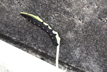 カラスビシャクに取りついたセスジスズメの幼虫