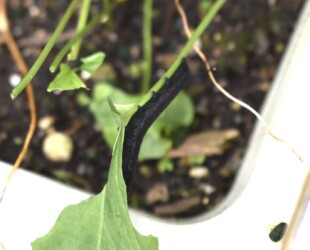 カラスビシャクに取りついたセスジスズメの幼虫