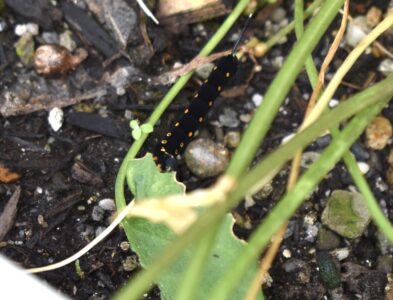 カラスビシャクに取りついたセスジスズメの幼虫