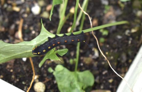 カラスビシャクに取りついたセスジスズメの幼虫
